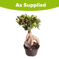 Ficus Microcarpa Ginseng 5 Ficus Microcarpa Ginseng -You Garden 800251 2
