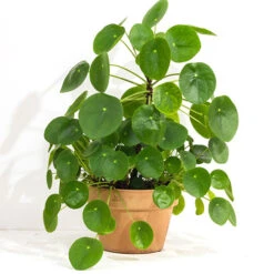 Chinese Money Plant -You Garden 800263 1