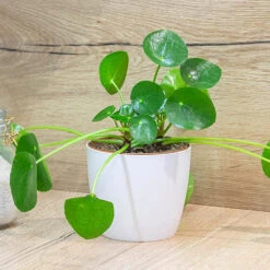 Chinese Money Plant -You Garden 800263 2