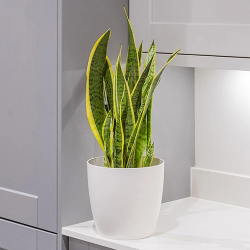 Sansevieria Trifasciata Laurentii 'Snake Plant' 2 Sansevieria Trifasciata Laurentii 'Snake Plant' - Image 2