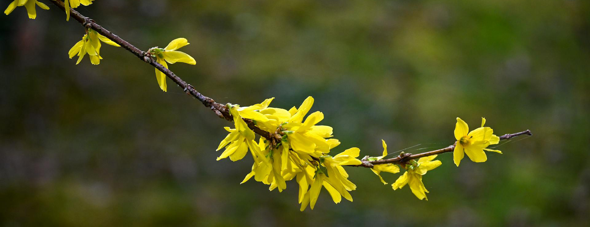 You Garden 3 You Garden -You Garden pexels lorna pauli 1320744316 31297023