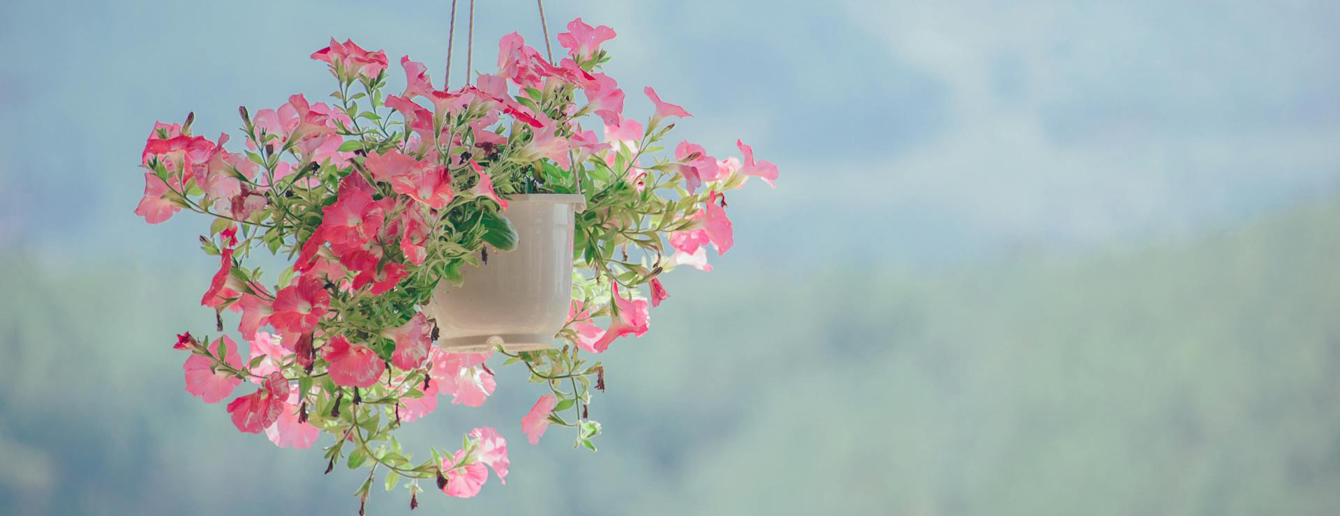 You Garden 1 You Garden -You Garden pexels minan1398 906150